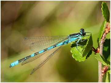 Coenagrion hastulatum mâle, Suède