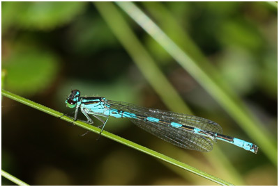 Coenagrion hastulatum mâle, Suède