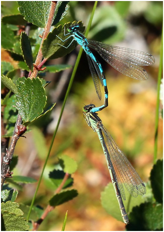 Coenagrion hastulatum tandem, Suède