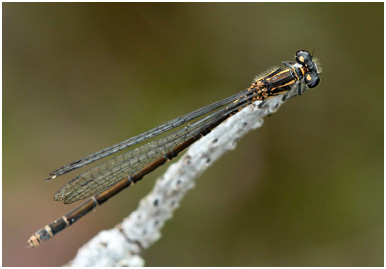 Coenagrion johanssoni femelle