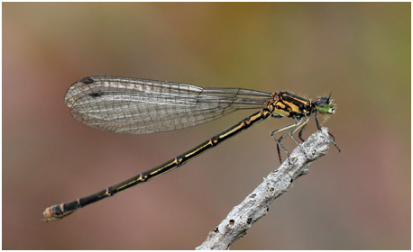 Coenagrion johanssoni femelle