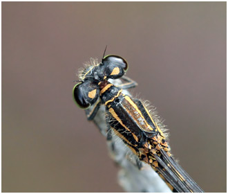 Coenagrion johanssoni femelle