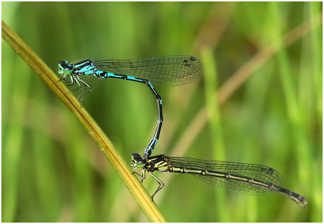 Coenagrion johanssoni tandem