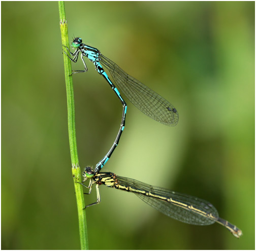 Coenagrion johanssoni tandem