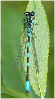 Coenagrion johanssoni