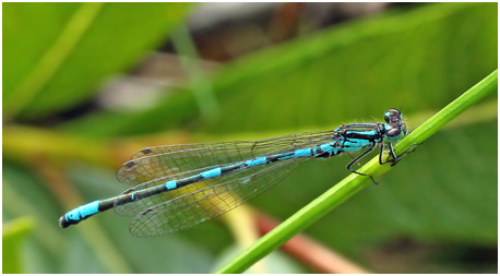 Coenagrion johanssoni mâle 