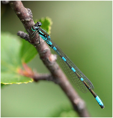 Coenagrion johanssoni