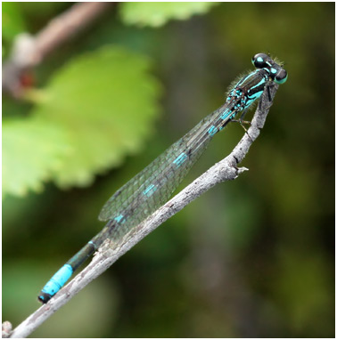 Coenagrion johanssoni