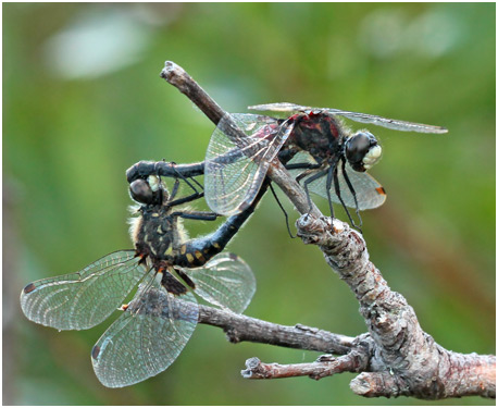 Leucorrhinia dubia accouplement