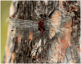 Leucorrhinia dubia mâle