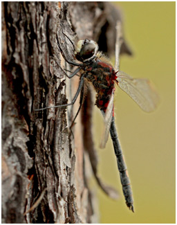 Leucorrhinia dubia mâle