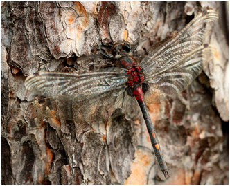 Leucorrhinia dubia mâle