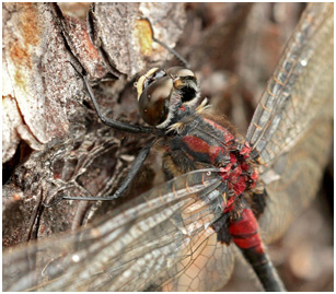 Leucorrhinia dubia mâle