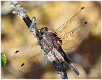 Leucorrhinia rubicunda femelle