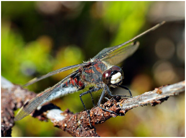 Leucorrhinia rubicunda femelle