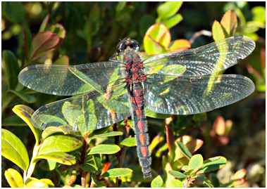 Leucorrhinia rubicunda femelle