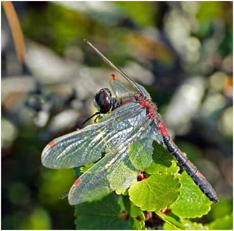 Leucorrhinia rubicunda mâle