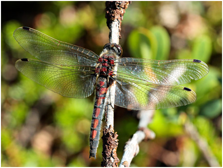 Leucorrhinia rubicunda femelle