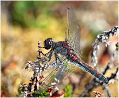 Leucorrhinia rubicunda femelle