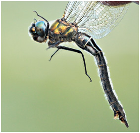 Somatochlora alpestris femelle