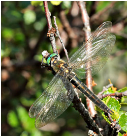 Somatochlora alpestris femelle