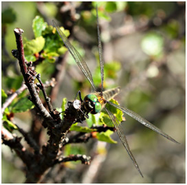 Somatochlora alpestris femelle