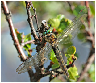 Somatochlora alpestris femelle