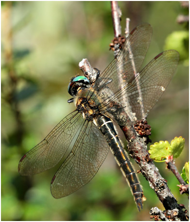 Somatochlora alpestris femelle