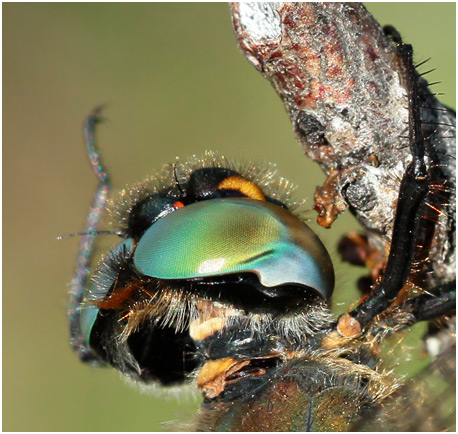 Somatochlora alpestris femelle