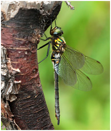 Somatochlora arctica femelle