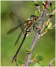 Somatochlora arctica femelle