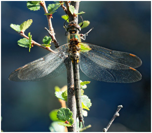 Somatochlora arctica femelle