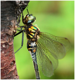 Somatochlora arctica femelle