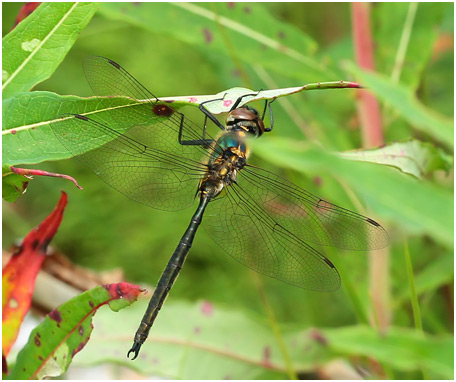 Somatochlora arctica mâle