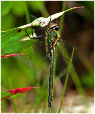 Somatochlora arctica mâle