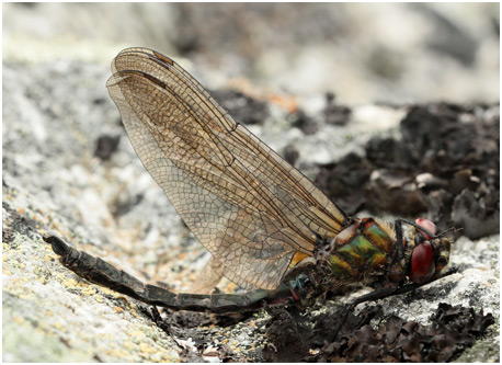 Somatochlora sahlbergi