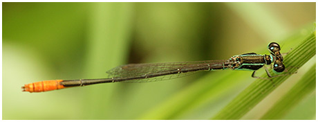 Agriocnemis femina