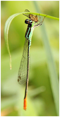 Agriocnemis femina