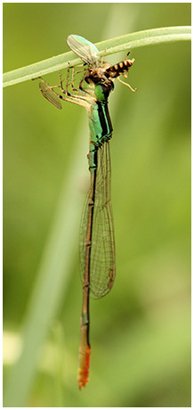 Blue black dartlet