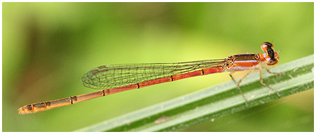 Agriocnemis pygmaea femelle