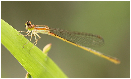 Agriocnemis pygmaea femelle