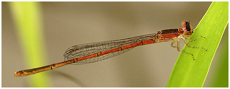 Agriocnemis pygmaea femelle