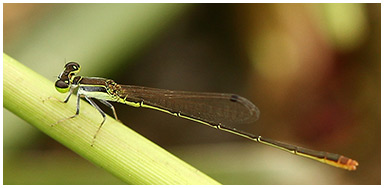 Agriocnemis pygmaea mâle