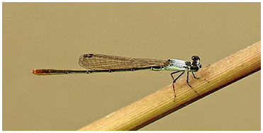 Agriocnemis pygmaea mâle