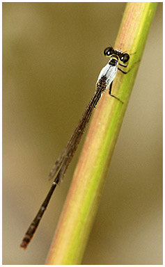 Agriocnemis pygmaea mâle