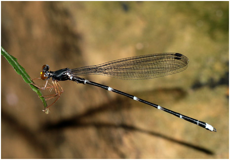 Agriomorpha fusca mâle