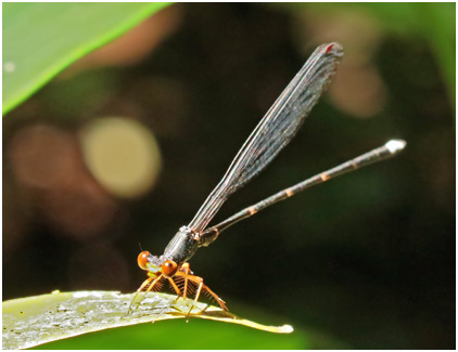 Agriomorpha fusca mâle