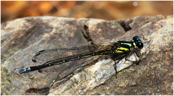 Anisopleura qingyunanensis mâle