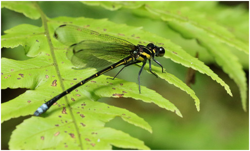 Anisopleura qingyunanensis mâle