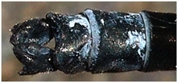 Anisopleura qingyunanensis mâle appendices anaux